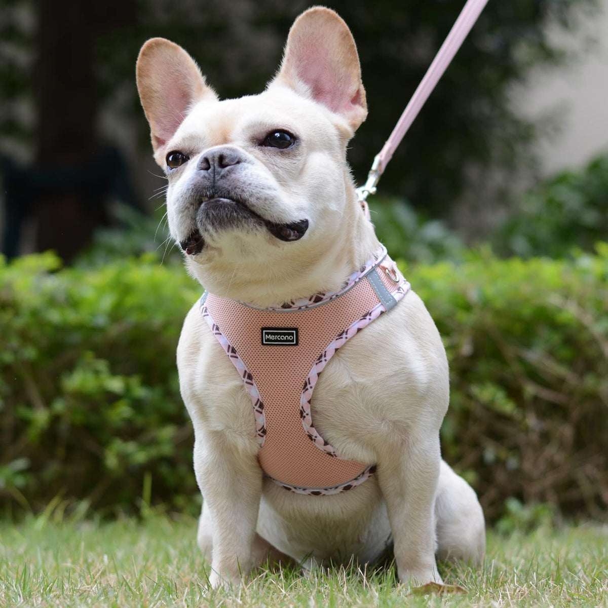 Soft Mesh Dog Harness and Leash Set, Step-In Reflective Breathable Lightweight Vest Harnesses with Safety Buckle for Small Dogs, Cats (Champagne, S)