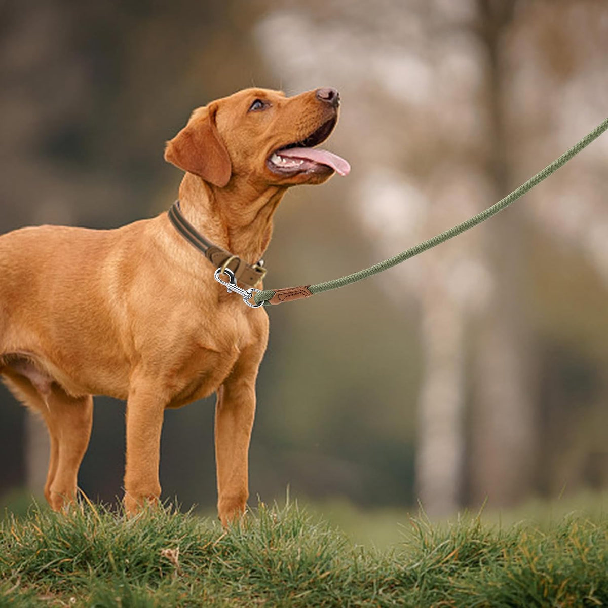 Dog Leash with Genuine Leather-Wrapped Ends/Handle, 4/5/6FT