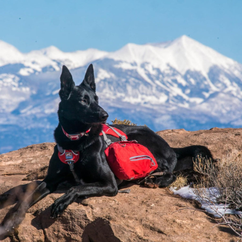 Big Baxter Dog Backpack Harness, Chili/Barn Red