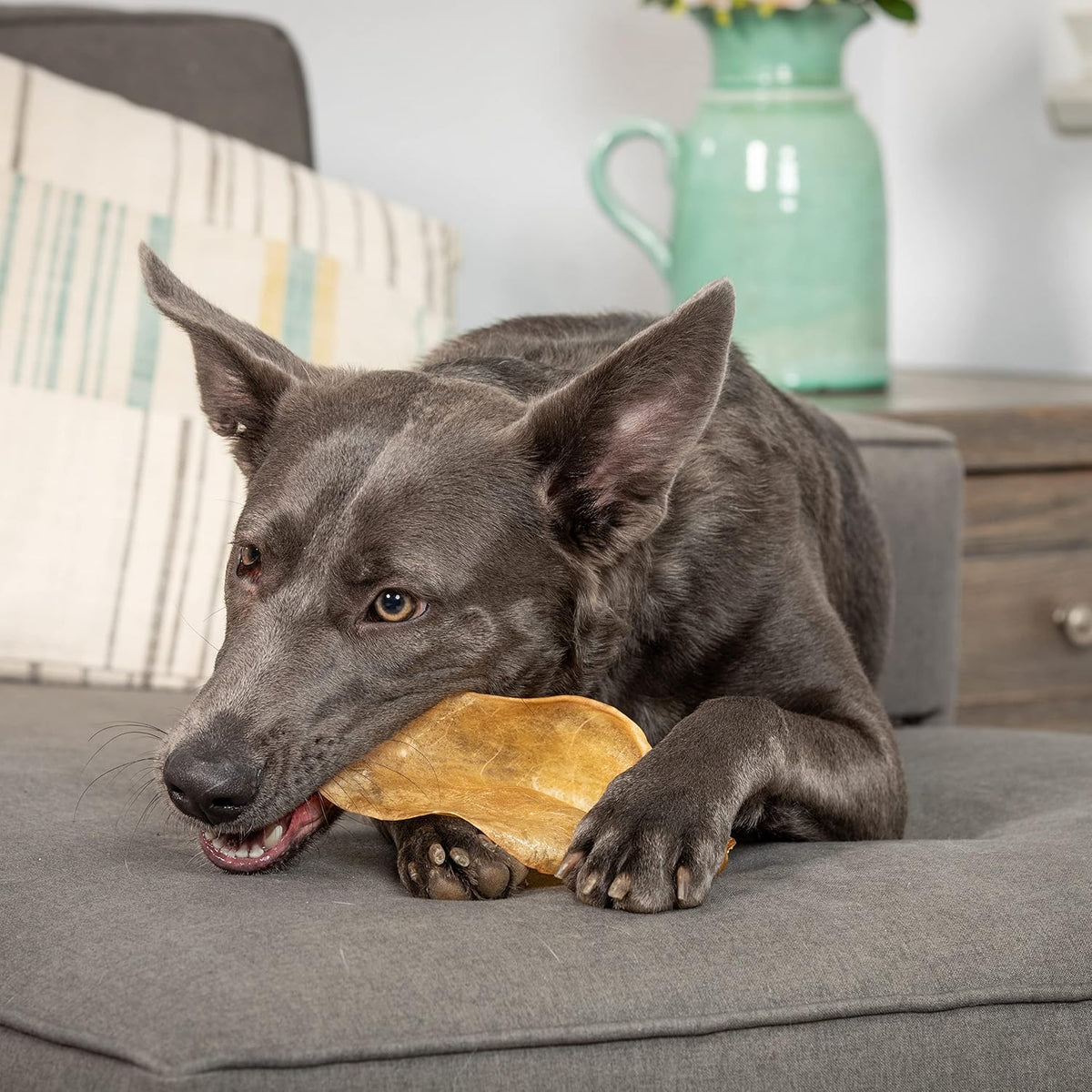 Water Buffalo Prime Bone Assortment Dog Chews 11 Pack, Grain Free