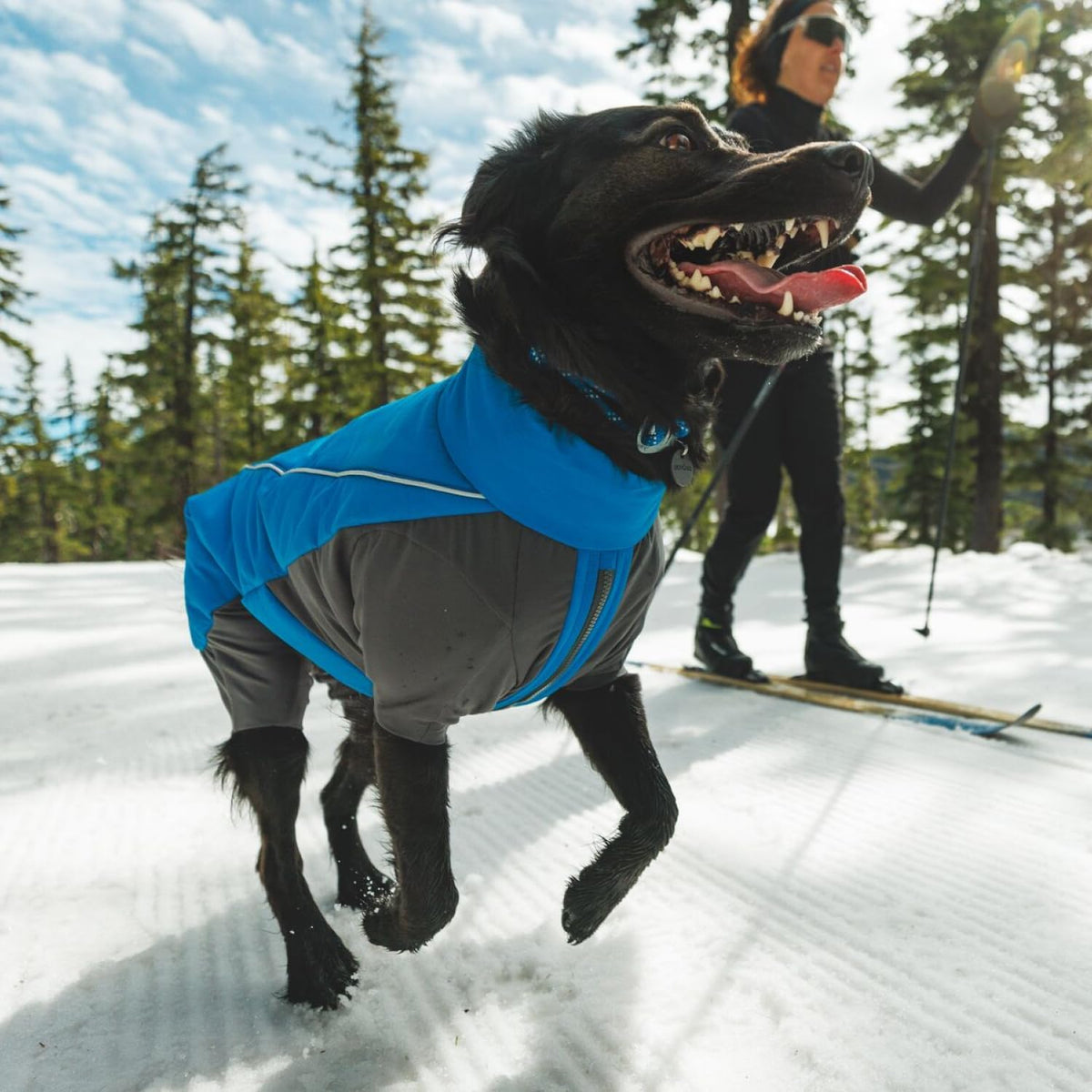 , Vert Coverall Dog Winter Coat, Blue Pool, X-Large