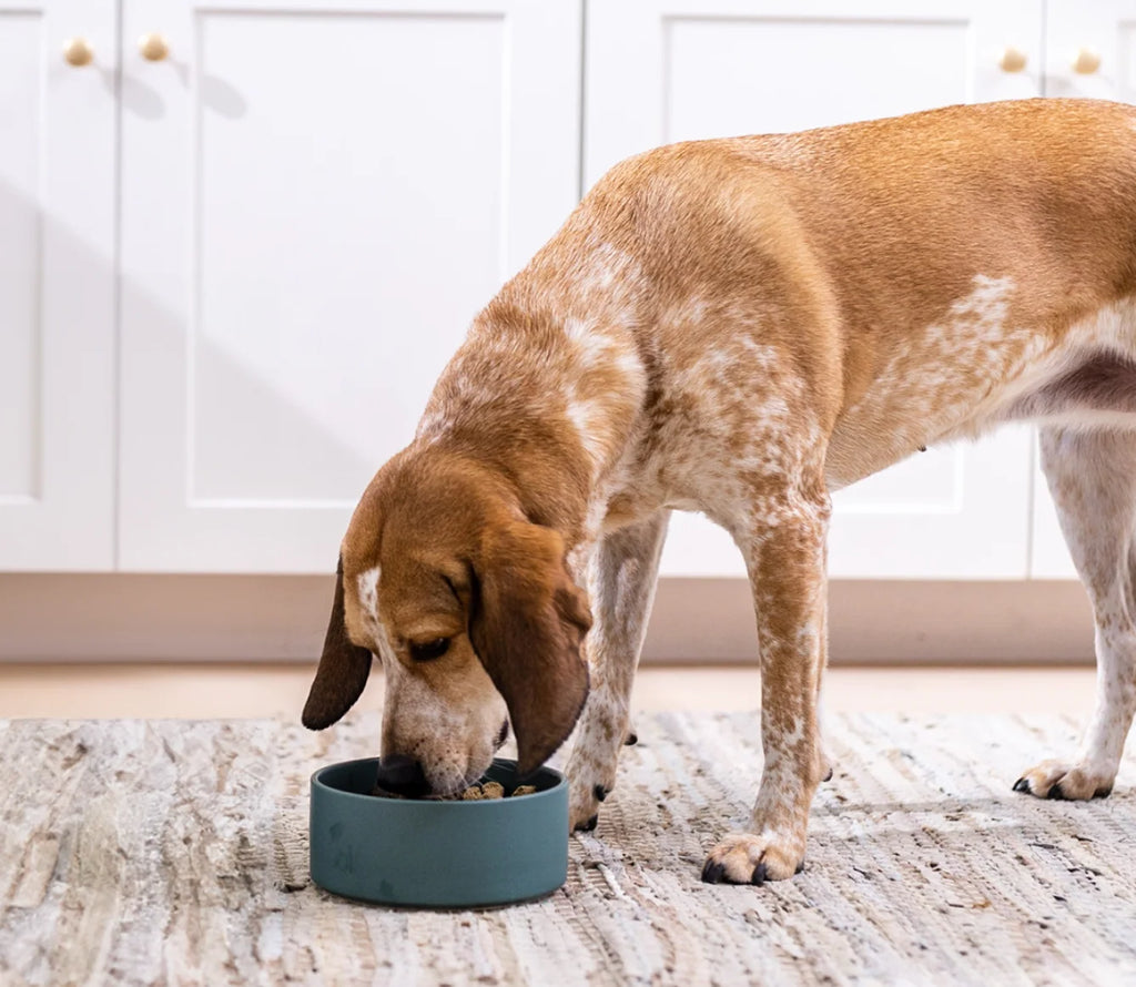 Rawmix Tide & Terrain Freeze Dried Raw Morsels for Dogs