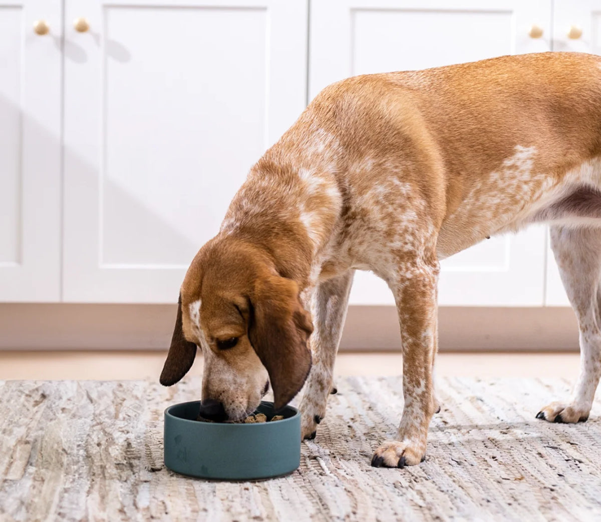 Rawmix Tide & Terrain Freeze Dried Raw Morsels for Dogs