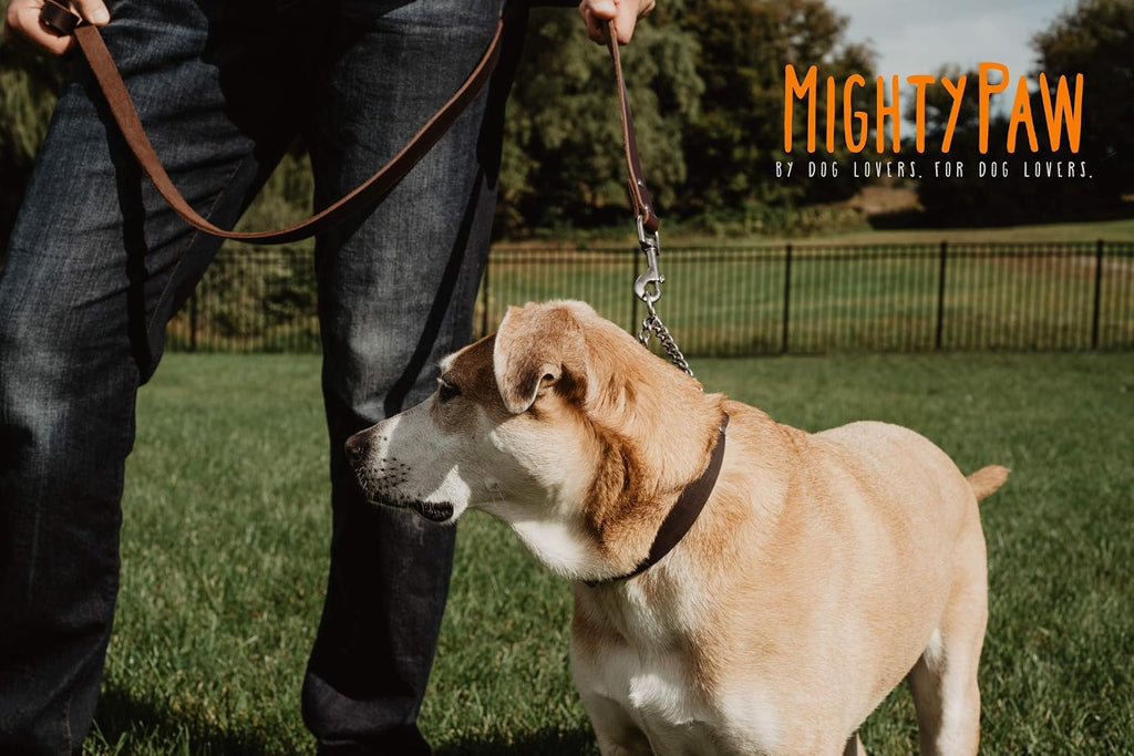 Martingale Dog Collar - No Pull Design - Stainless Steel Chain - Limited Chain Cinch Training - Brown Leather Martingale Training Collar - Medium Size