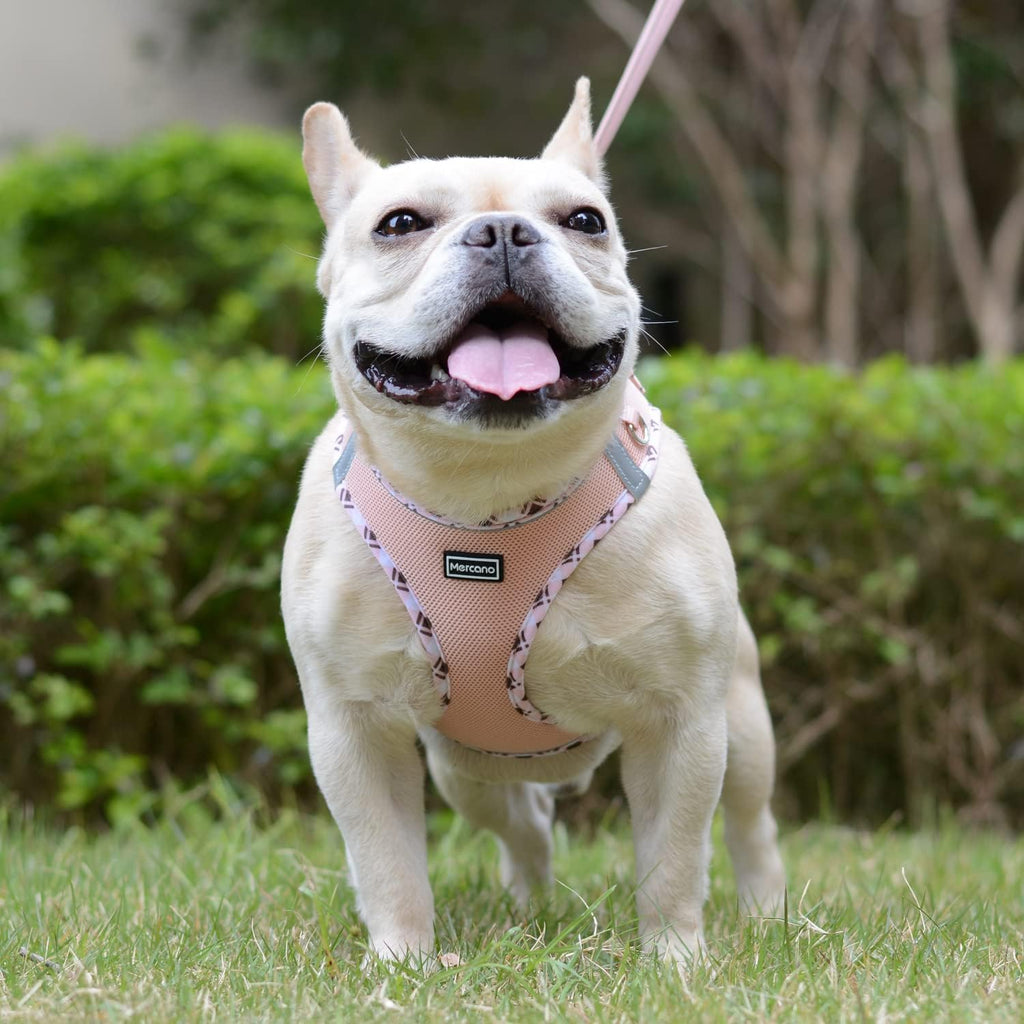 Soft Mesh Dog Harness and Leash Set, Step-In Reflective Breathable Lightweight Vest Harnesses with Safety Buckle for Small Dogs, Cats (Champagne, S)