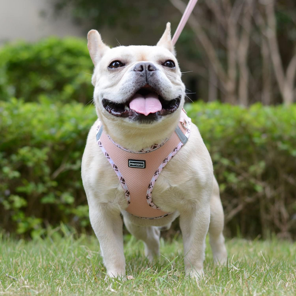 Soft Mesh Dog Harness and Leash Set, Step-In Reflective Breathable Lightweight Vest Harnesses with Safety Buckle for Small Dogs, Cats (Champagne, S)