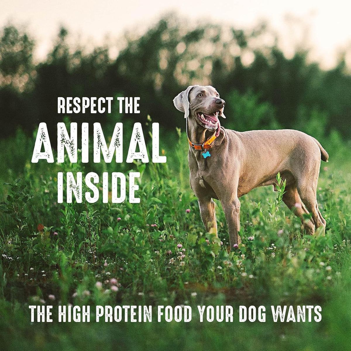 Grain Free High Protein Adult Dry Dog Food, White Fish & Salmon, 22 Lb. Bag
