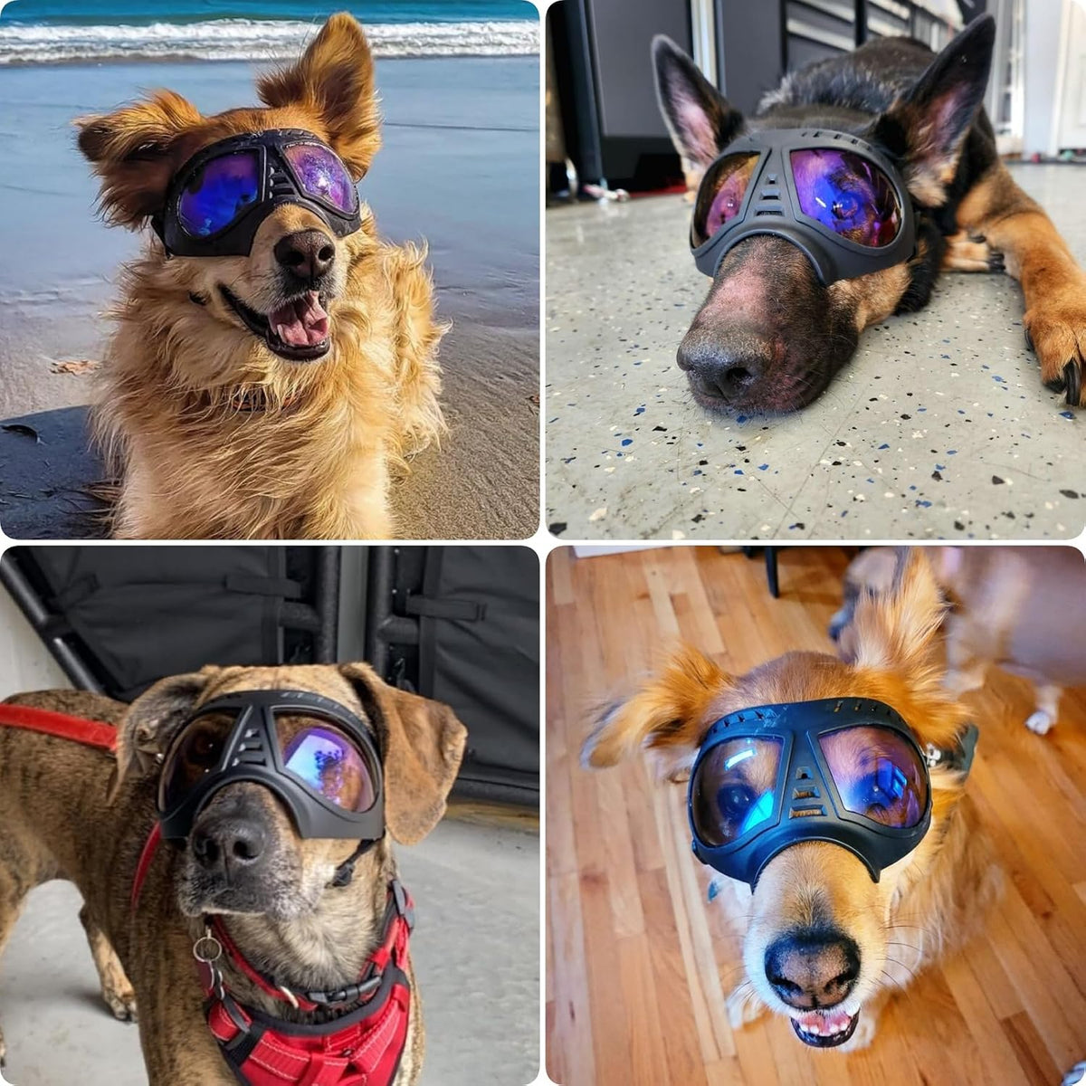 Large Dog Goggles Pet Eyes Protection for Medium to Large Breed, Windproof Snowproof Uvproof Dog Sunglasses for Outdoor Hiking/Cycling/Driving, Soft Frame Adjustable Straps, Clear Blue Lens