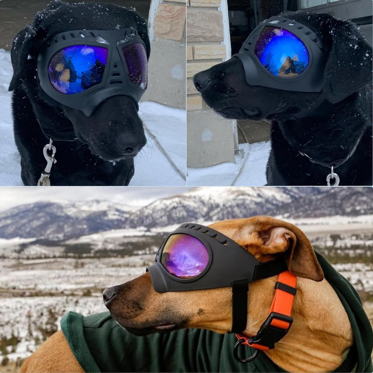 Large Dog Goggles Pet Eyes Protection for Medium to Large Breed, Windproof Snowproof Uvproof Dog Sunglasses for Outdoor Hiking/Cycling/Driving, Soft Frame Adjustable Straps, Clear Blue Lens